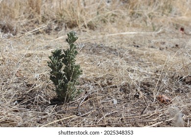 Tiny Sagebrush in the desert