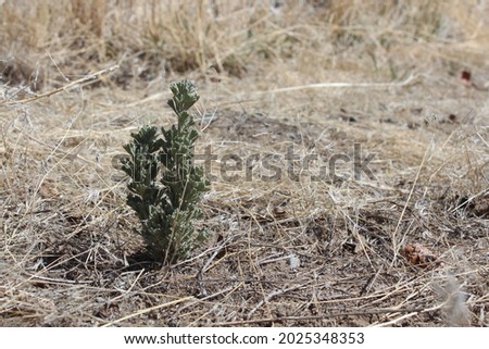 Tiny Sagebrush in the desert