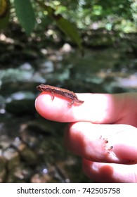 A Tiny Salamander On A Finger Tip