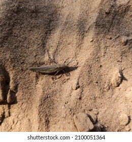 Tiny sand coloured grasshopper concealed on sand, Insect camouflage concept, selective focus, Tobacco grasshopper, Long headed locust 