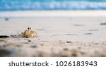 Tiny sand crab going outside its hole while the sun is going down for its noctural life.