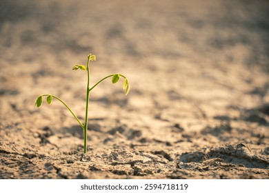 The tiny sapling stands against the barren, dry land, highlighting the harsh reality of drought.
