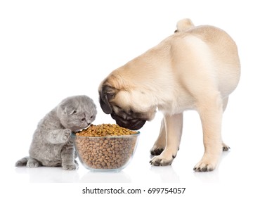 Tiny scottish kitten and pug puppy eating together. isolated on white background