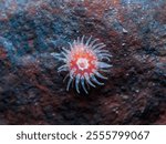 Tiny sea anemone from Norway