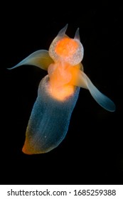 Tiny Sea Angel part of arctic plankton swiming in the White sea