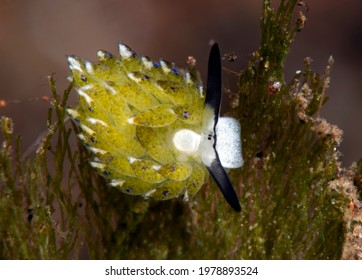 A Tiny Sea Slug Costasiella Sp. Feeding On The Sea Grass. Underwater Macro World Of Tulamben, Bali, Indonesia.