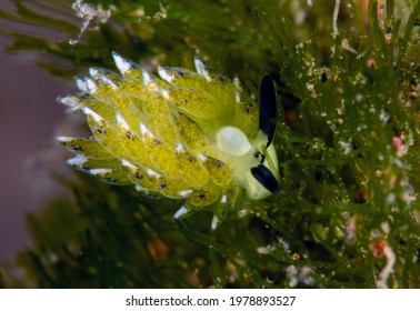 A Tiny Sea Slug Costasiella Sp. Feeding On The Sea Grass. Underwater Macro World Of Tulamben, Bali, Indonesia.