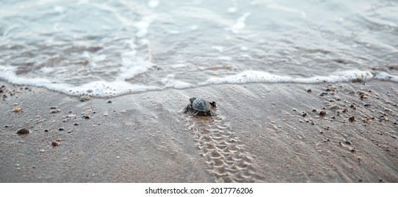 Tiny sea turtle baby looking at the waves on a beach, flippers tracks on wet sand - Shutterstock ID 2017776206