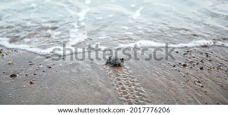 Tiny sea turtle baby looking at the waves on a beach, flippers tracks on wet sand