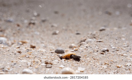 Tiny sea turtle crawls across wet sand. Shell glistens as it moves slowly forward. Seashells and pebbles dot the beach beside it. Sunlight glints off droplets in the air above