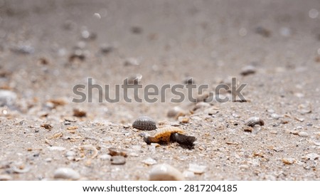 Tiny sea turtle crawls across wet sand. Shell glistens as it moves slowly forward. Seashells and pebbles dot the beach beside it. Sunlight glints off droplets in the air above