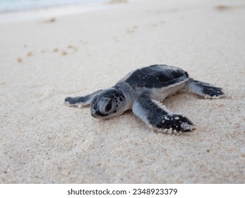 Tiny sea turtle hatchling embarks on a journey across the sandy shore, headed for the vast expanse of the open sea