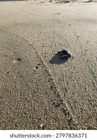Tiny sea turtle hatchling on beach heading to ocean waves, natural wildlife moment, survival instinct.