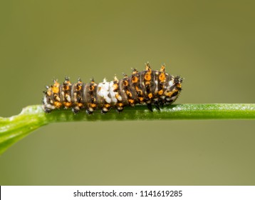 64 Second instar Images, Stock Photos & Vectors | Shutterstock
