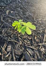 Tiny Seedling in Morning Light