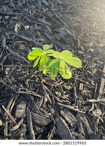 Tiny Seedling in Morning Light