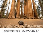 Tiny Sequoia Pine Cone in front of Palmer Grove in Sequoia National Park