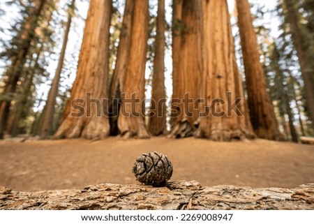Tiny Sequoia Pine Cone in front of Palmer Grove in Sequoia National Park