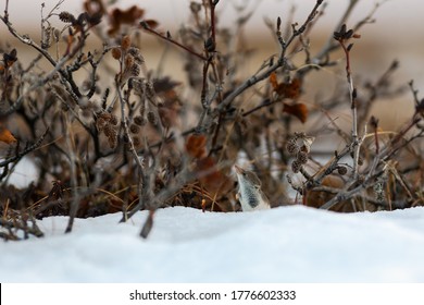 A Tiny Shrew In The Snow Among The Bushes In The Tundra. Eurasian Least Shrew (Sorex Minutissimus), Also Called The Lesser Pygmy Shrew. Wild Animal In Natural Habitat. Wildlife Of Chukotka And Siberia