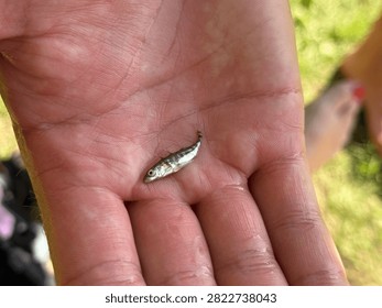 tiny silver fish rests in the palm of an open human hand outdoors. The horizontal close-up shot highlights the small size of the fish, skin texture of the hand, and soft natural sunlight.