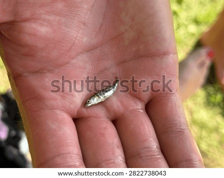 tiny silver fish rests in the palm of an open human hand outdoors. The horizontal close-up shot highlights the small size of the fish, skin texture of the hand, and soft natural sunlight.