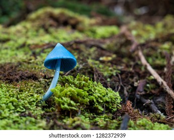 
Tiny sky blue mushroom (Entoloma hochstetteri AKA werewere-kokako) found on forest floor near Okarito, New Zealand.