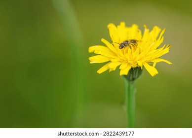 Tiny small bee on a yellow flower.