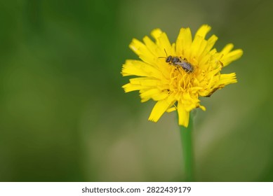 Tiny small bee on a yellow flower.