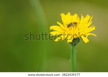 Tiny small bee on a yellow flower.