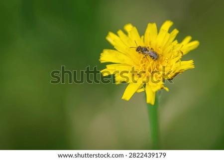 Tiny small bee on a yellow flower.