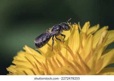 Tiny Small Carpenter Bee (Genus Ceratina) pollinating and foraging on a yellow dandelion wildflower, Long Island, New York, USA.
