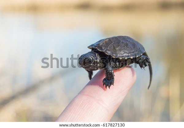 Tiny or small child of turtle is at tip of\
index finger with tiny shell, head and legs close up with blurry\
rear background of bank of river. European pond turtle or terrapin\
or Emys Orbicularis
