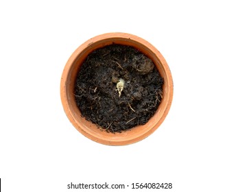 A Tiny, Small, Tree Growing From An Underground Seed, In A Plant Pot. Top View - Bird View