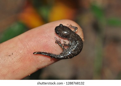 Tiny Smallmouth Salamander On Finger