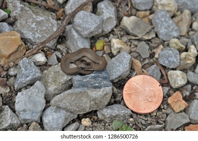 Tiny Smooth Earth Snake