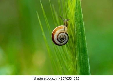 The tiny snail with the brown lined shell climbing up on the grass