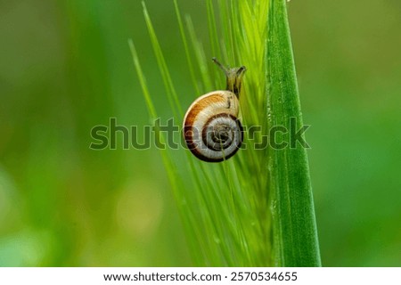 The tiny snail with the brown lined shell climbing up on the grass