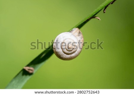 Tiny snail climbs slender green stem. Soft spiral shell contrasts with leaf's bright hue. Natural light enhances textures of creature and plant. Ideal for nature, ecology, or garden-themed projects