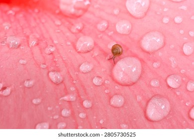 A tiny snail crawling on pink flower petal covered with water droplets, creating delicate and fresh natural scene with soft colors and gentle textures