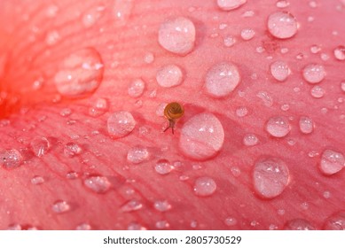 A tiny snail crawling on pink flower petal covered with water droplets, showcasing delicate nature and fresh morning dew in close up macro shot