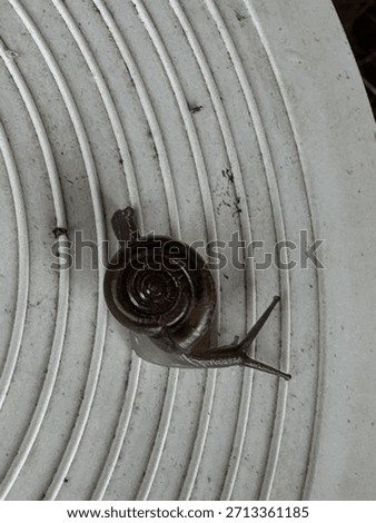 a tiny snail crawls on the cover of a water valve