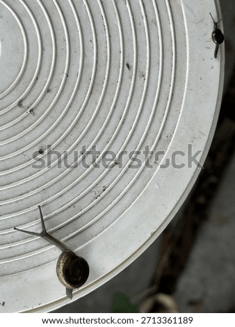 a tiny snail crawls on the cover of a water valve