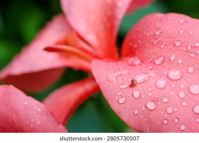 A tiny snail crawls on pink flower petal covered with fresh water droplets, creating delicate and serene natural scene with vibrant green background