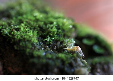 A Tiny Snail Exploring Its Small World For Green Pasture With Shallow Depth Of Field And Some Motion Blur