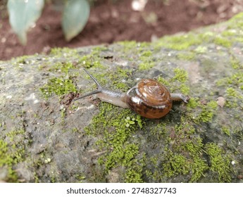 Tiny snail with a glossy brown shell crawling slowly on vibrant green mossy stone in a damp tropical garden
