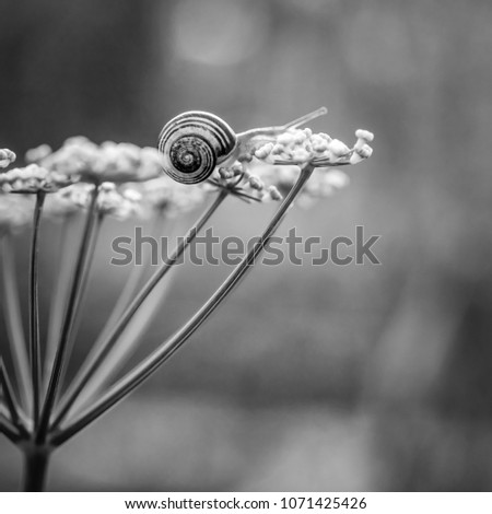 Similar – poppy seed capsules plants