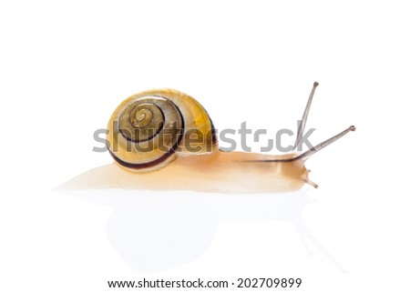 Similar – Image, Stock Photo snail shell Nature Twig