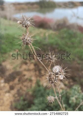 Tiny snail shell on sharp spiky dry thistle seed head.
Close-up of small snail climbing dangerous thorn plant in natural outdoor setting.