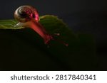 Tiny snail stretching from the edge of a green leaf under colorful pink accent light in a creative macro photograph.