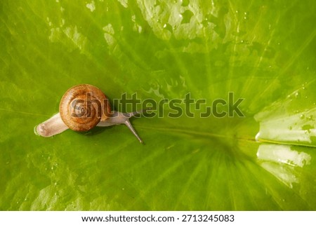 Tiny snails on lotus leaves during the rainy season,A tiny snail perched on the leaf
